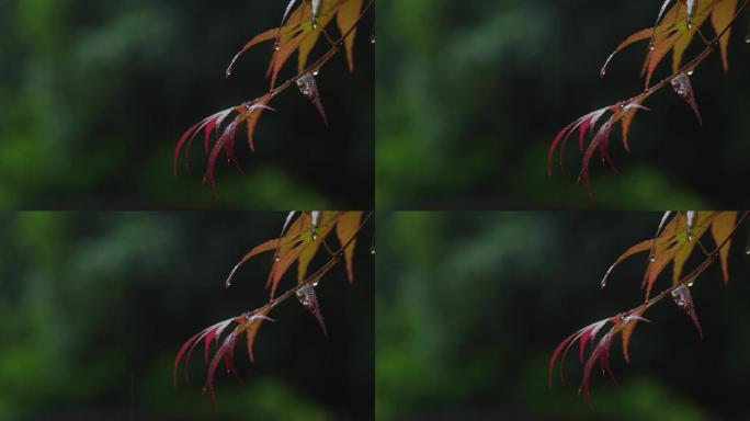 6K雨中的槭树红叶(14)