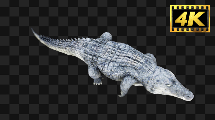 原创鳄鱼行走爬行【Alpha通道】28