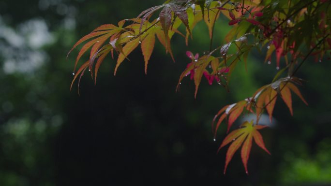 6K雨中的槭树红叶(7)