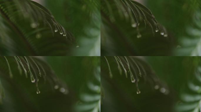 6K雨中的铁树叶尖水滴(10)