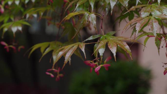 6K雨中的槭树红叶(10)