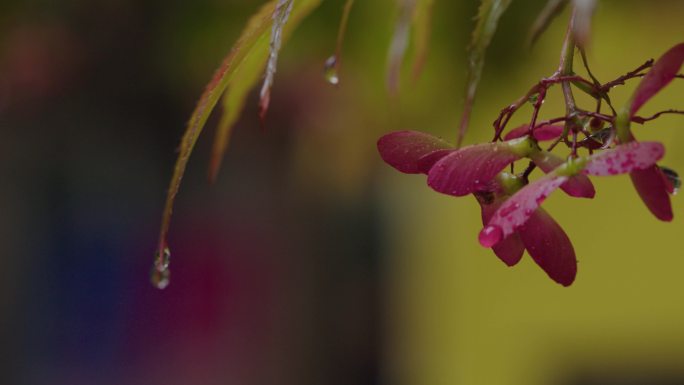 6K雨中的槭树红叶(9)