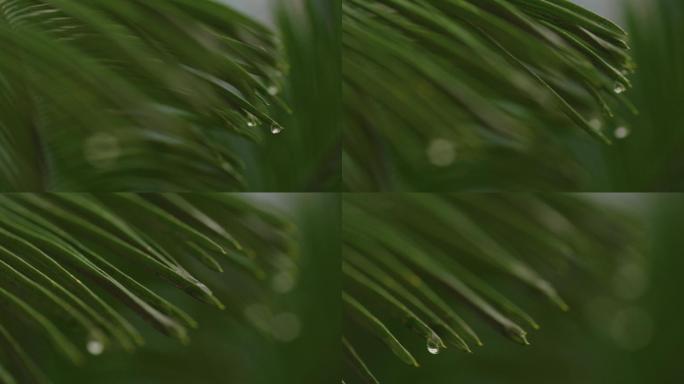 6K雨中的铁树叶尖水滴(8)