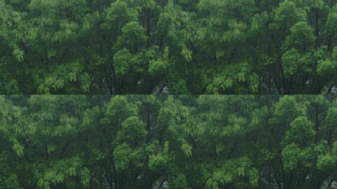 6K雨中的樟树03