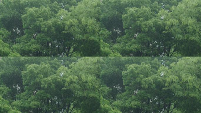 6K雨中的樟树02
