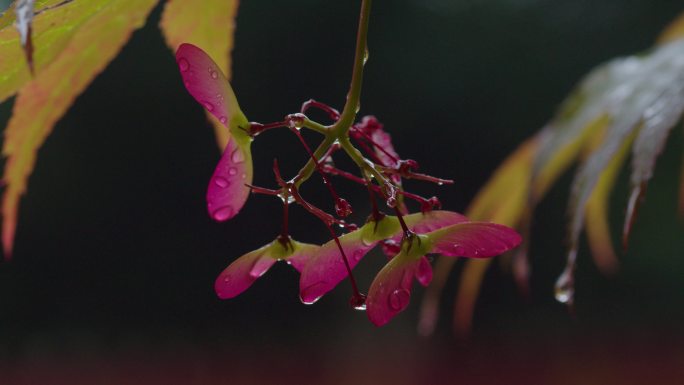 6K雨中的槭树红叶(5)