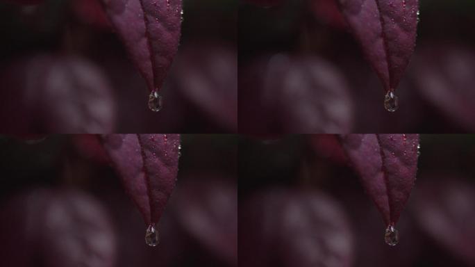 6K雨中红叶上的水珠11