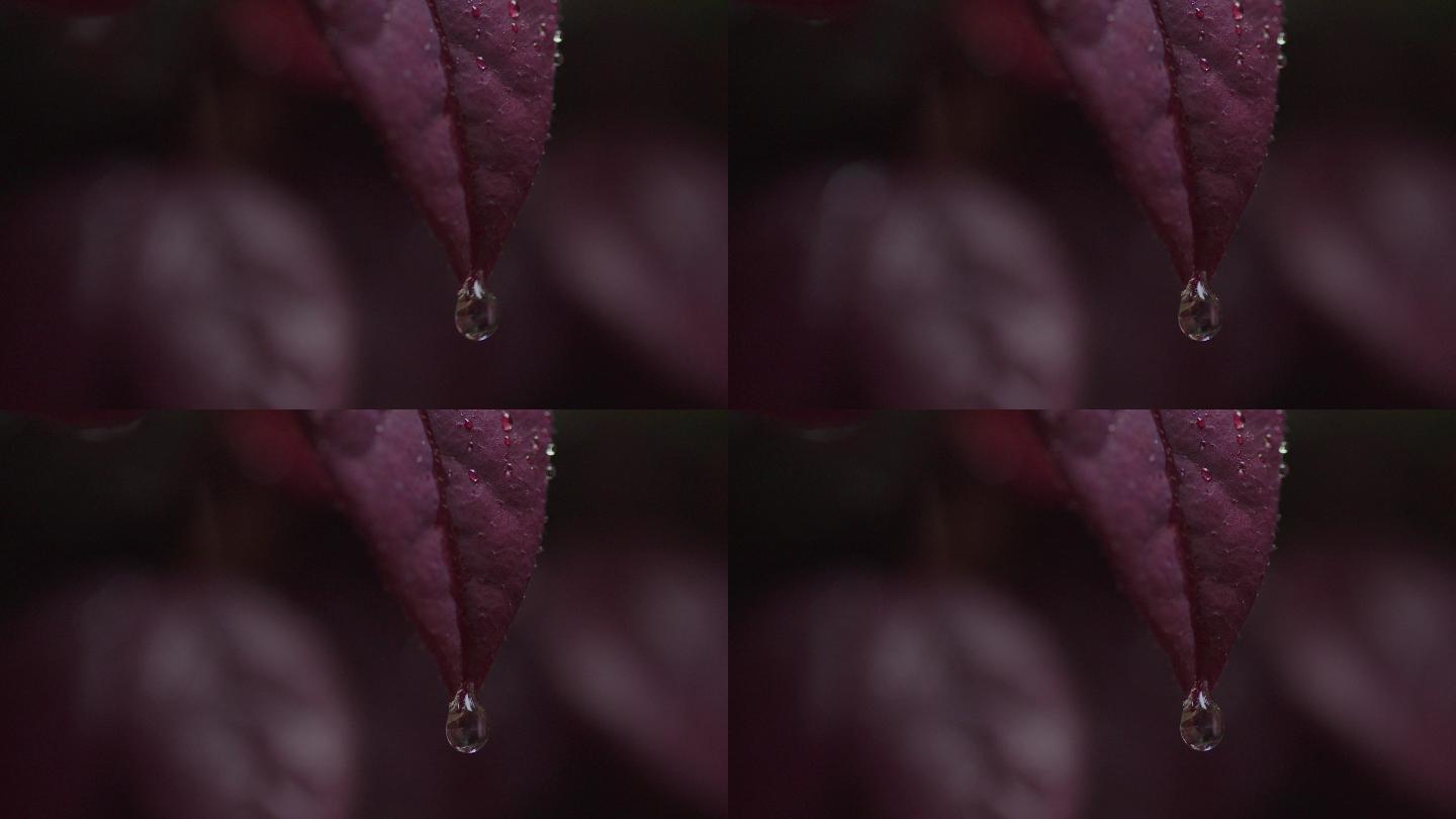 6K雨中红叶上的水珠11