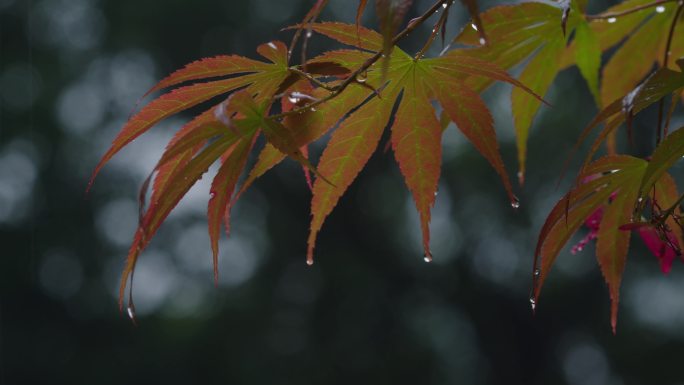6K雨中的槭树红叶(3)
