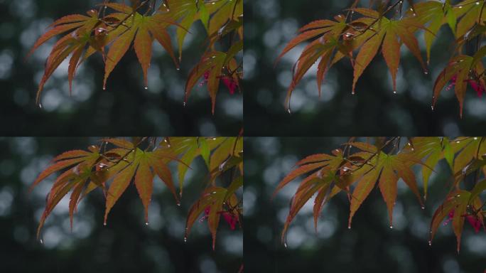6K雨中的槭树红叶(3)