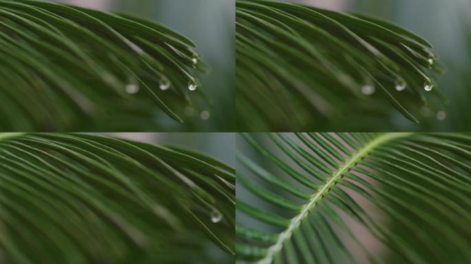 6K雨中的铁树叶尖水滴(6)