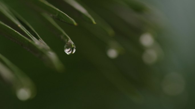6K雨中的铁树叶尖水滴(3)