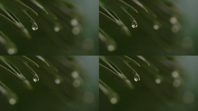 6K雨中的铁树叶尖水滴(3)