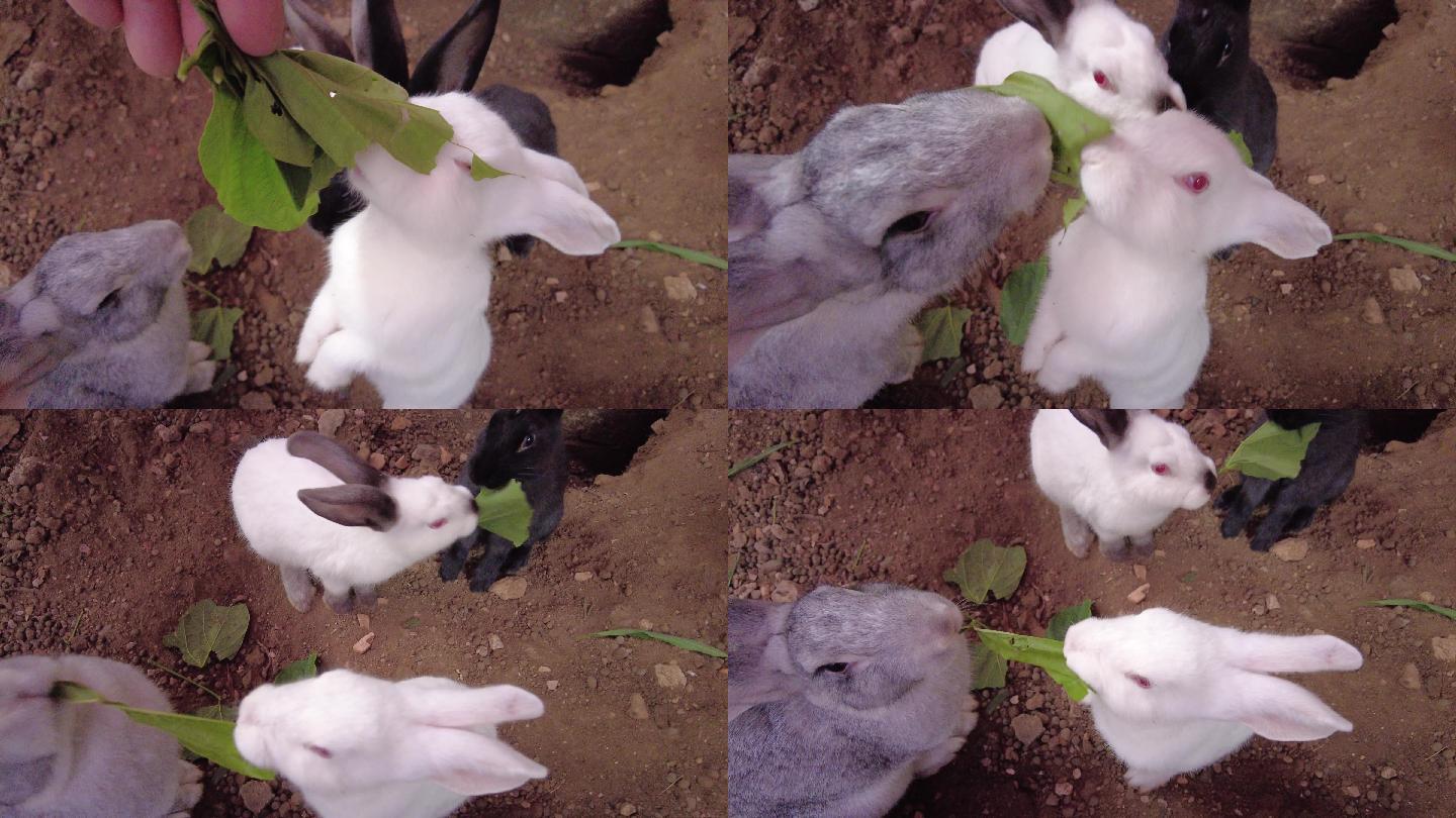 可爱兔子养兔子