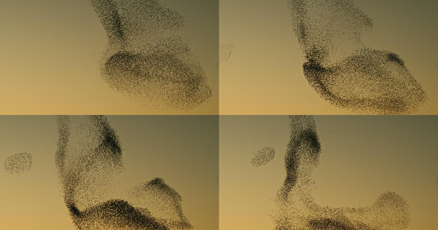 日落时的椋鸟动物迁徙模式鸟