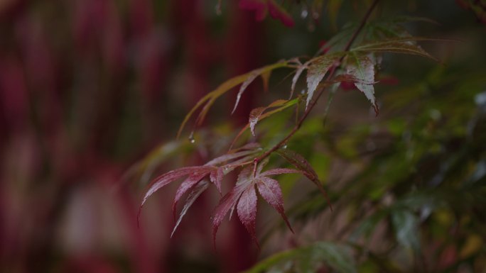 6K雨中的槭树红叶(12)