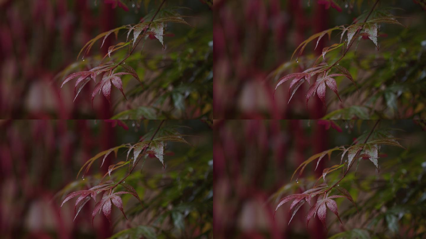 6K雨中的槭树红叶(12)