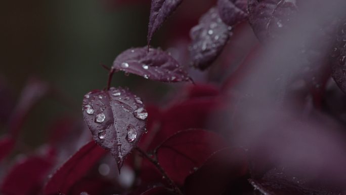 6K雨中红叶上的水珠12