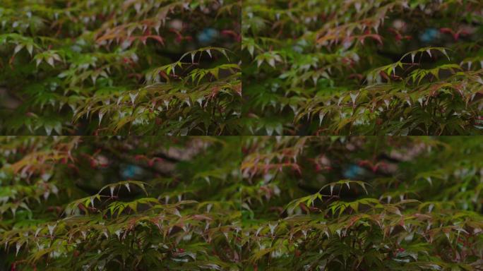 6K雨中的槭树红叶(11)