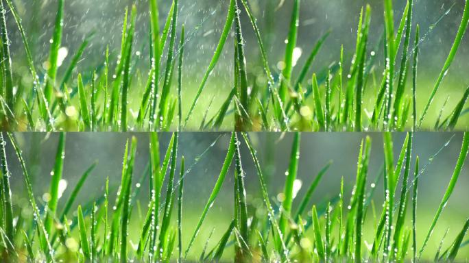草丛绿叶水珠水滴-5
