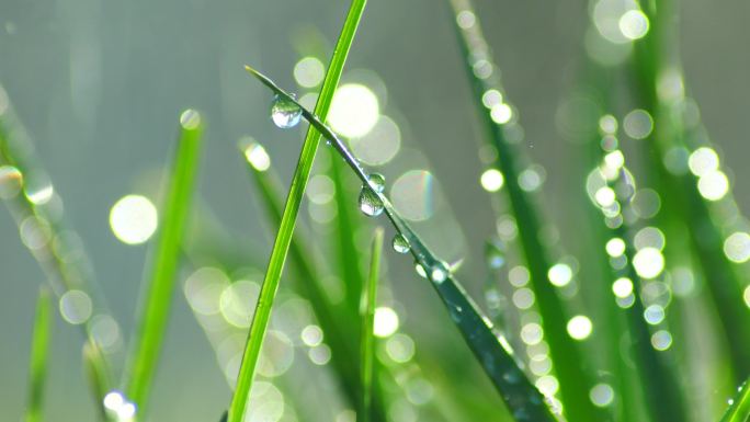 草丛绿叶水珠水滴-2