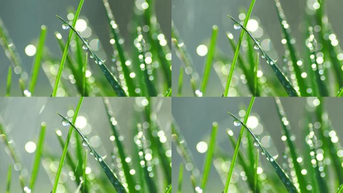 草丛绿叶水珠水滴-2