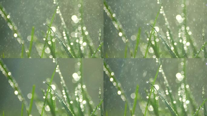 草丛绿叶水珠水滴-8