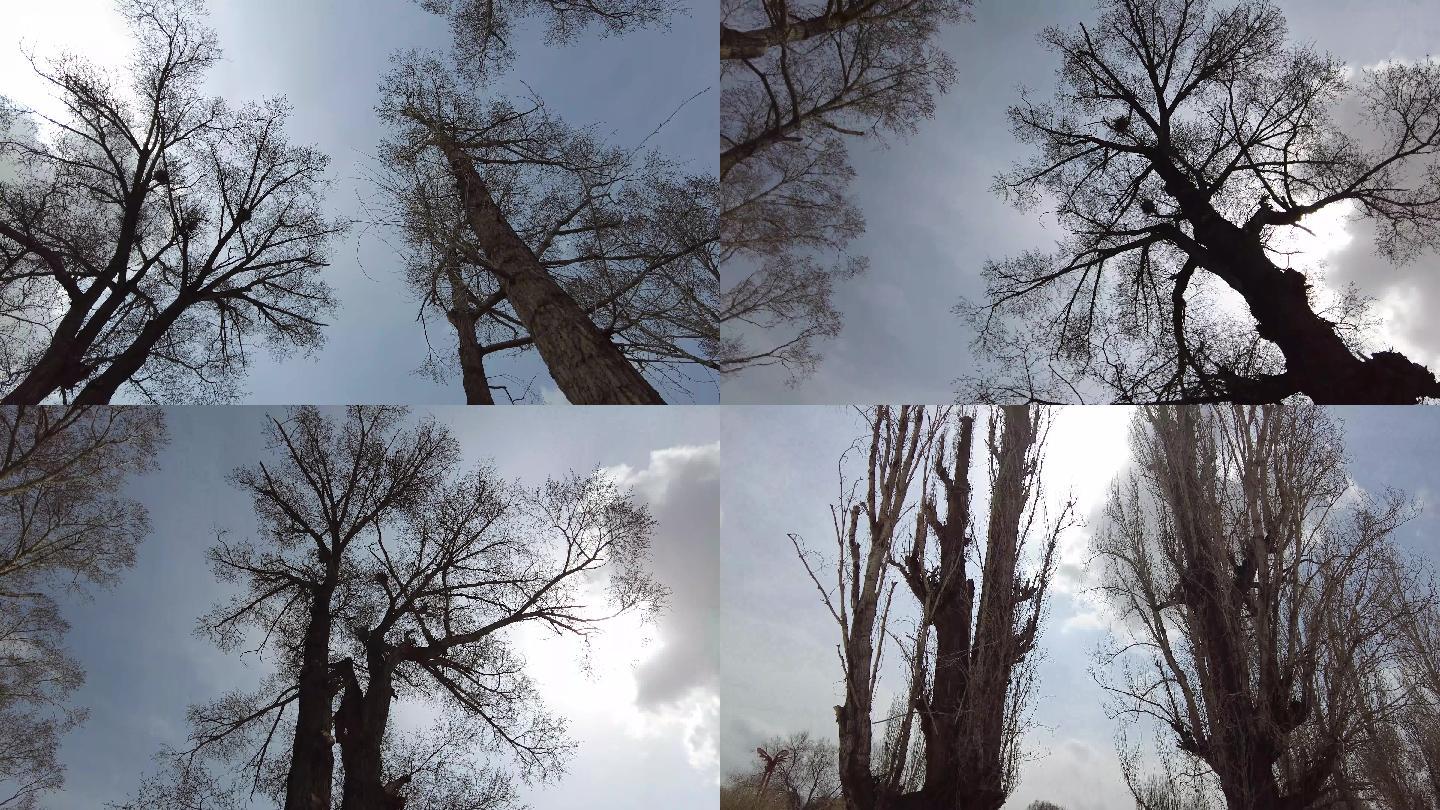 冬日暖阳冬天的白杨树光秃秃的树孤独回忆