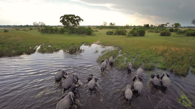 穿越非洲水域非洲象河流野生动物