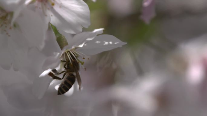 高清樱花树特写蜜蜂飞落樱花
