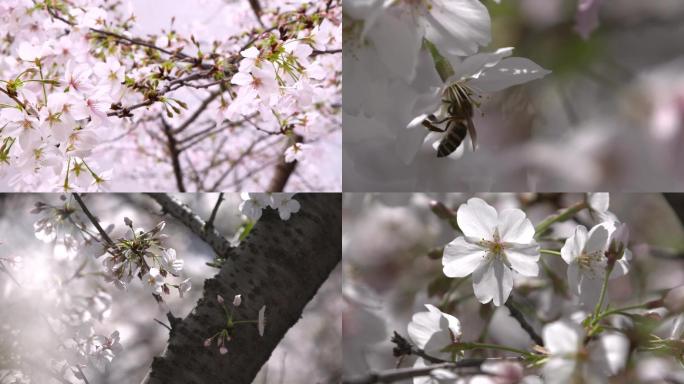 高清樱花树特写蜜蜂飞落樱花