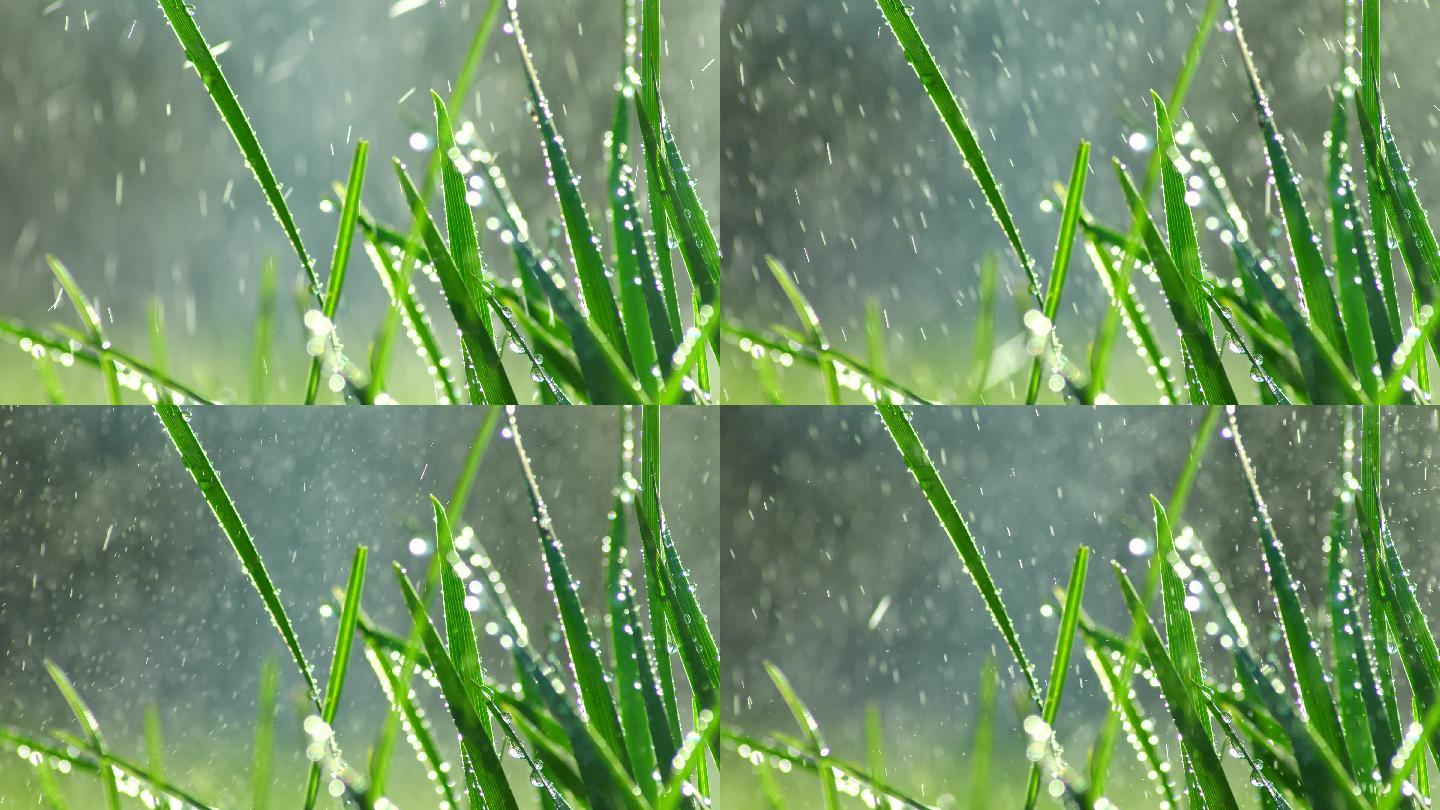 草丛绿叶水珠水滴-10