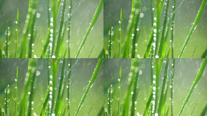草丛绿叶水珠水滴-7