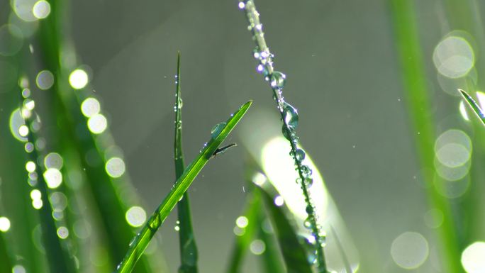 草丛绿叶水珠水滴-1