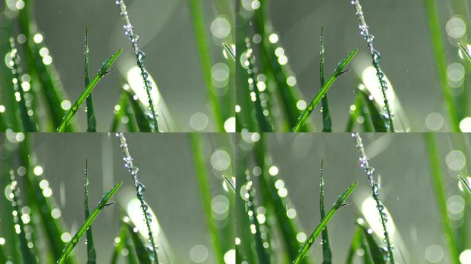 草丛绿叶水珠水滴-1