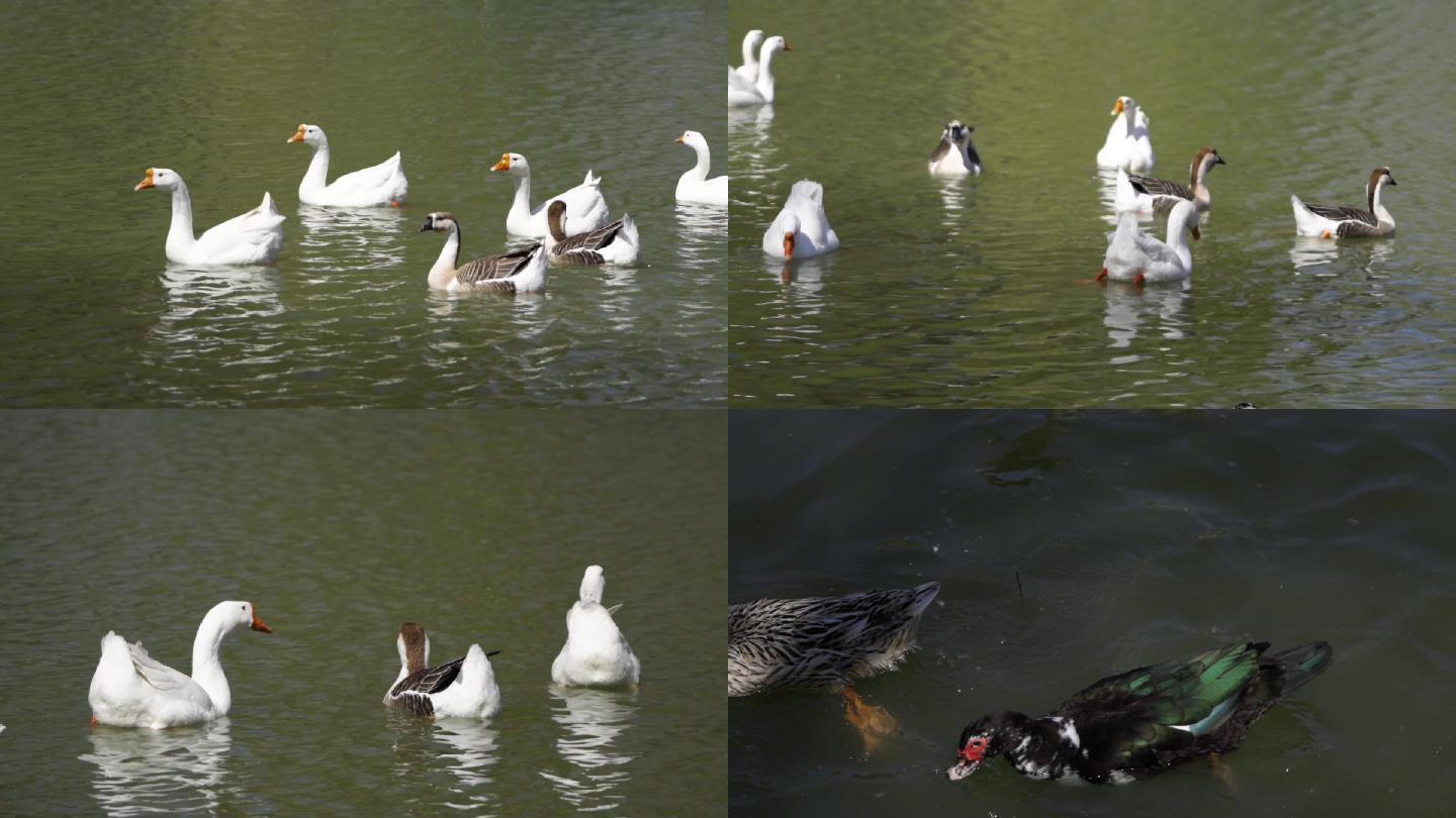 黑天鹅鸭子戏水生态鸭子春天白鹅绿水中游荡