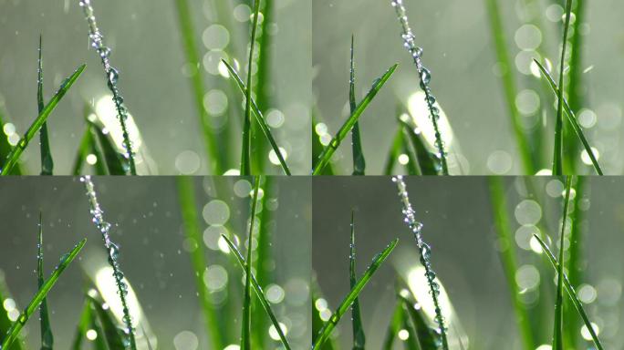 草丛绿叶水珠水滴-4