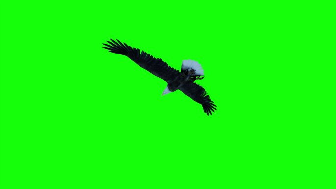 雄鹰长时间、多角度翱翔飞翔纯净绿屏抠像