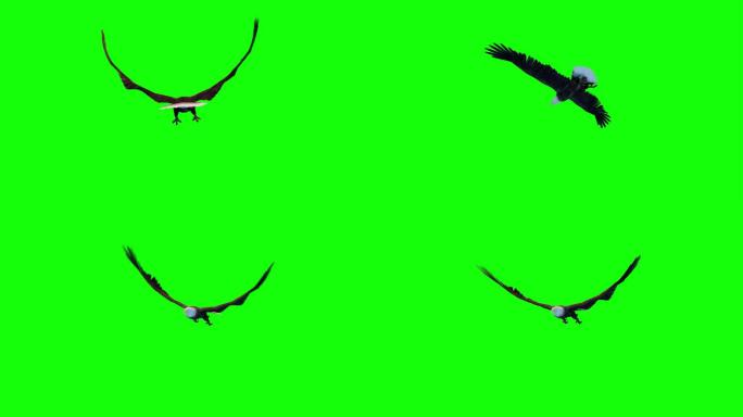 雄鹰长时间、多角度翱翔飞翔纯净绿屏抠像