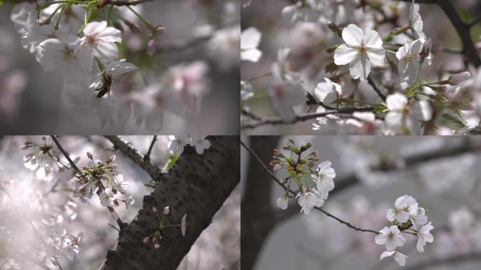 4K樱花特写蜜蜂废物