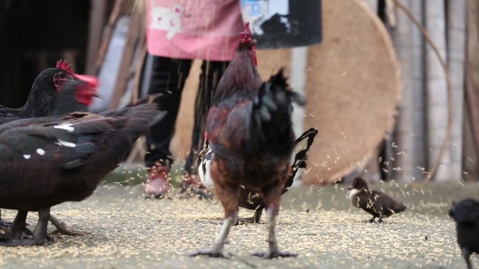 农村经济饲养鸡鸭视频素材
