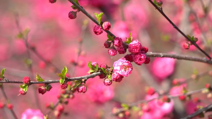 梅花 红梅 美人梅  实拍梅花