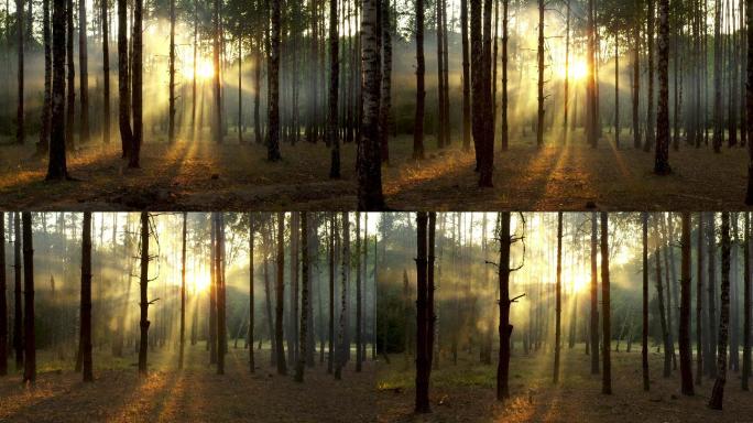 森林阳光树木丁达尔光午后树林古风背景