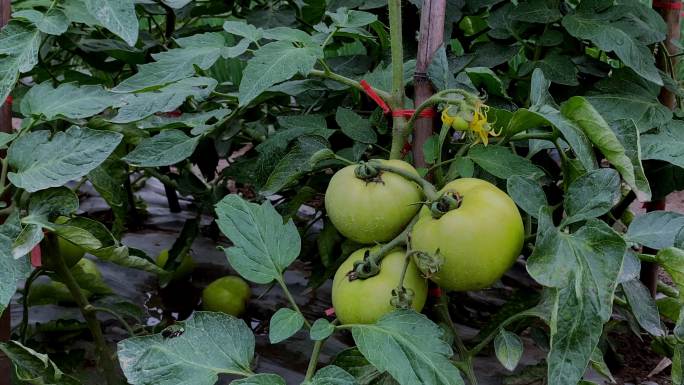 西红柿种植2（4K）