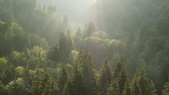 日出时飞越森林无人广角拍摄绿色