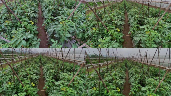 西红柿种植4（4K）