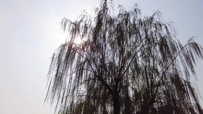 北京公园-春色美景-晨练