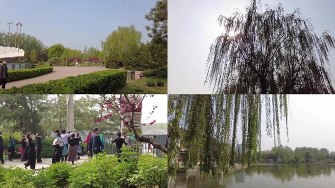 北京公园-春色美景-晨练