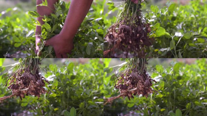 4K拔花生花生庄稼地农田农作物成熟