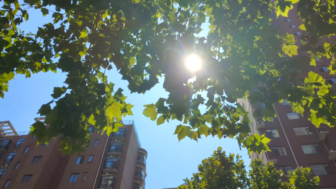 小区环境小区绿化